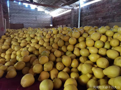 家鄉特色水果產業 產銷現狀、挑戰與機遇的觀察